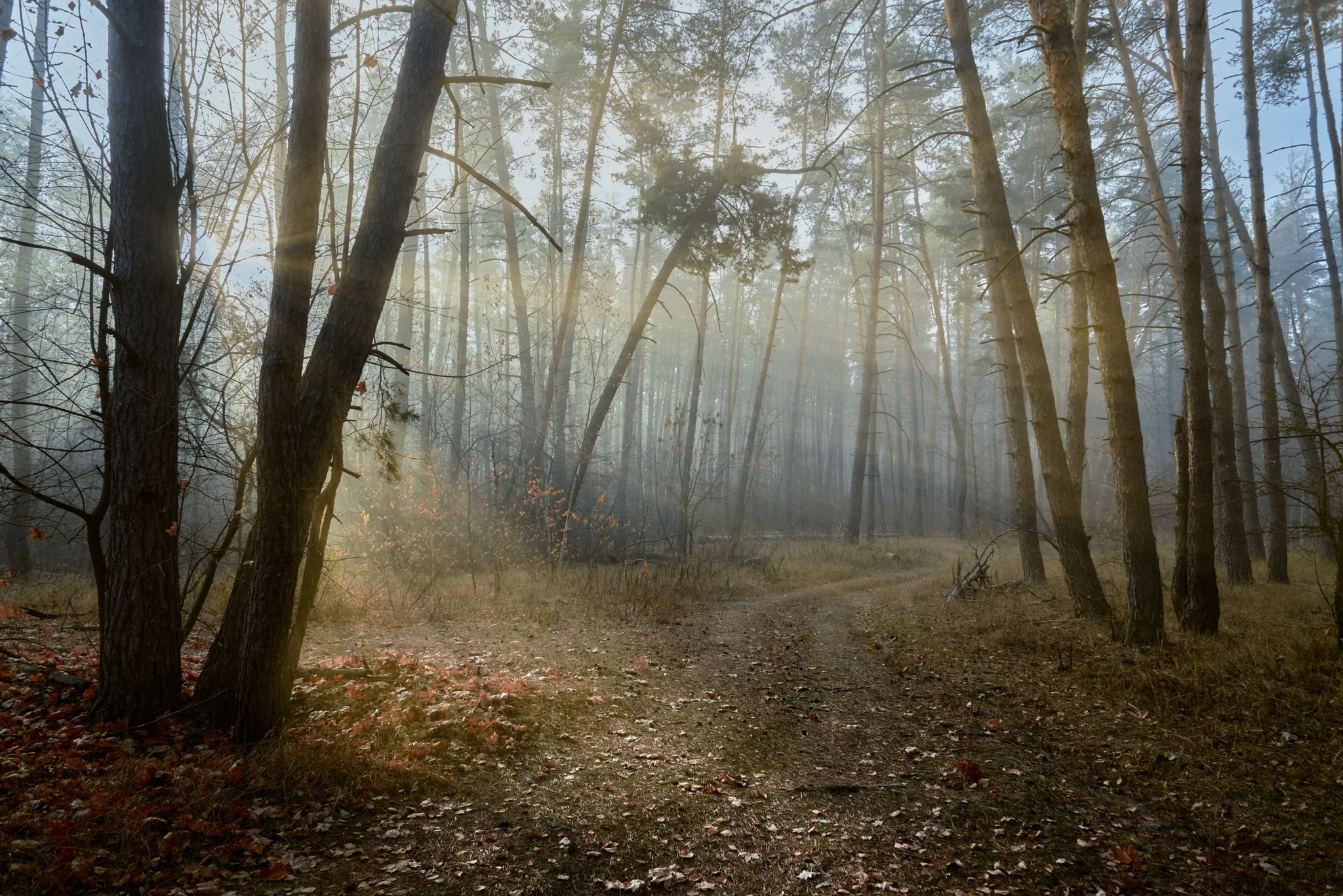 Nebliger Herbstwald am Morgen — weiches Licht zwischen Kiefern, Laub auf einem Waldweg